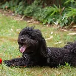 Platan Garden & - Volt Platan זמראדי