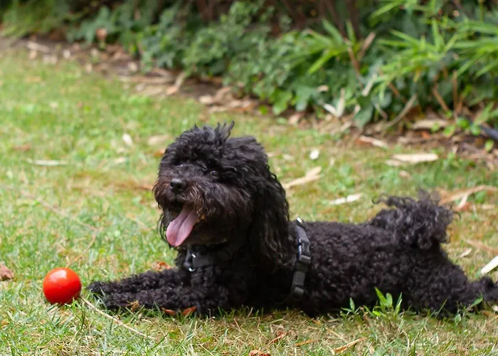 Platan Garden & - Volt Platan Zamárdi